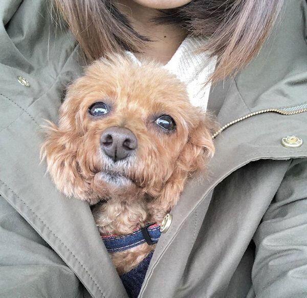 飼い主さんにくっつくむぎちゃん