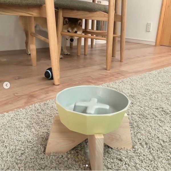 お皿を守る柴犬