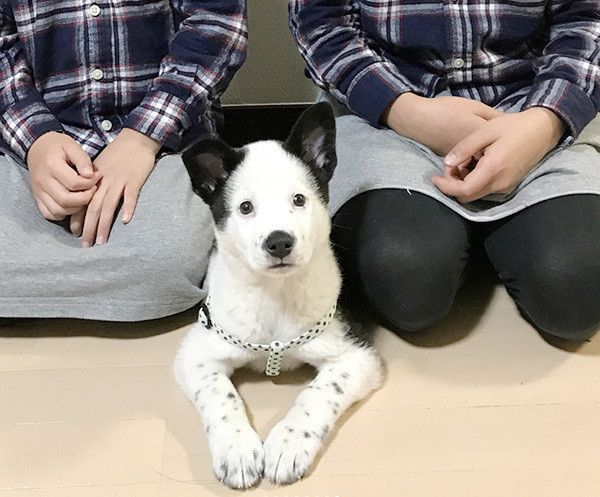 見つめる犬