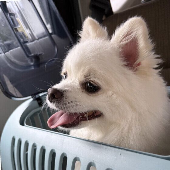 クレートに入って車に乗るワンちゃん