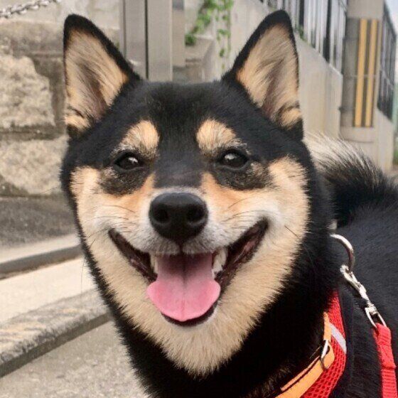 おすしちゃん(柴)