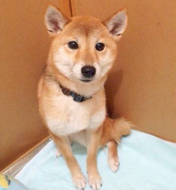 隅っこで怯えるゆりあちゃん