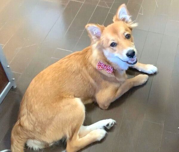 伏せをして見つめるラテちゃん