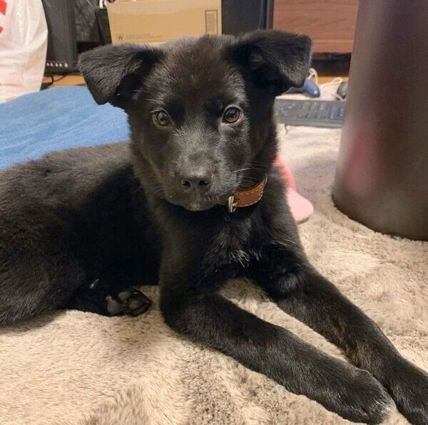 見つめるはなちゃん