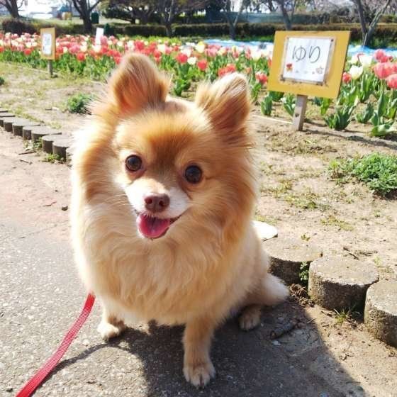 お散歩するポメラニアン