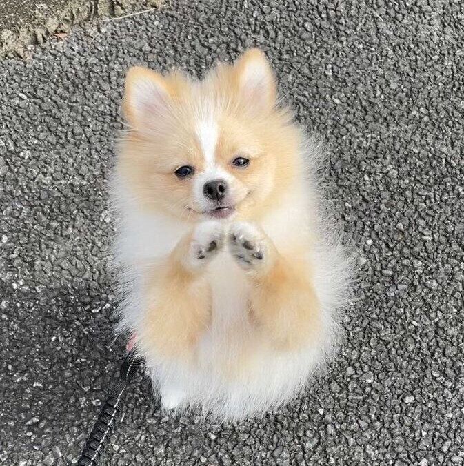 抱っこをおねだりするピカルディくん