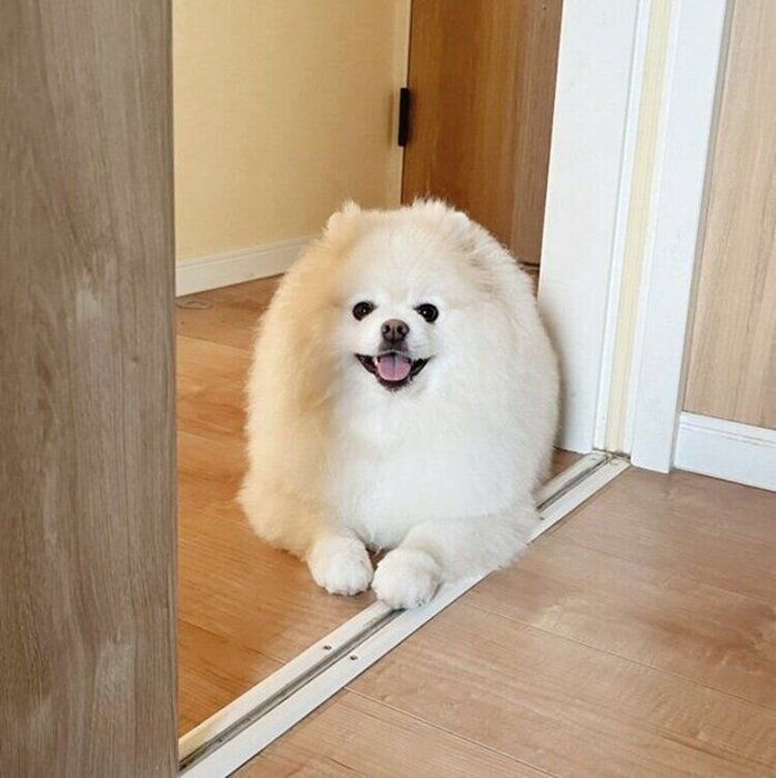 飼い主さんの仕事を見守るちくわくん