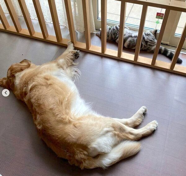 同じような格好で眠るベガちゃんとあずきくん