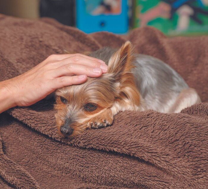 困難と闘う犬に関する記事一覧 いぬのきもちweb Magazine