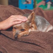 困難と闘う犬に関する記事一覧 いぬのきもちweb Magazine 困難と闘う犬に関する記事一覧 いぬのきもちweb Magazine