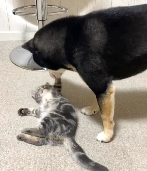キキくんが気になるいぶきちゃん
