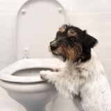 獣医師監修 犬の血尿の原因を写真付きで解説 オス メス別の要因も いぬのきもちweb Magazine 獣医師監修 犬の血尿の原因を写真付きで解説 オス メス別の要因も いぬのきもちweb Magazine