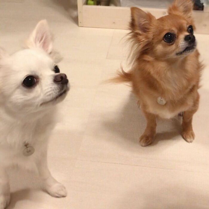 何かを真剣に見つめる犬たち