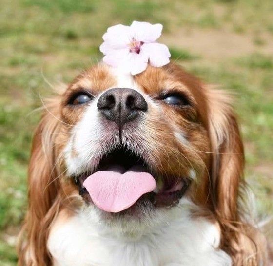 桜を頭に乗せたキャバリア・キング・チャールズ・スパニエル