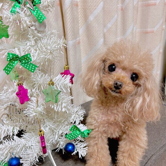 ˴ߤδտʪ롩 ݥ󥻥ʤɤθǵ븤ǾɾȤ