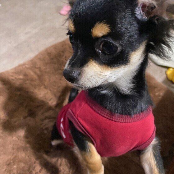 立ち上がるチワワ