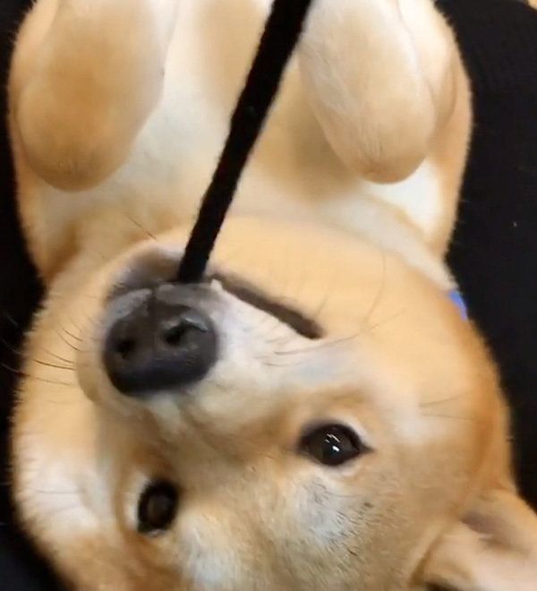 遊ぶ柴犬