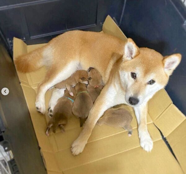 母犬・rinちゃんと、5頭の子犬たち