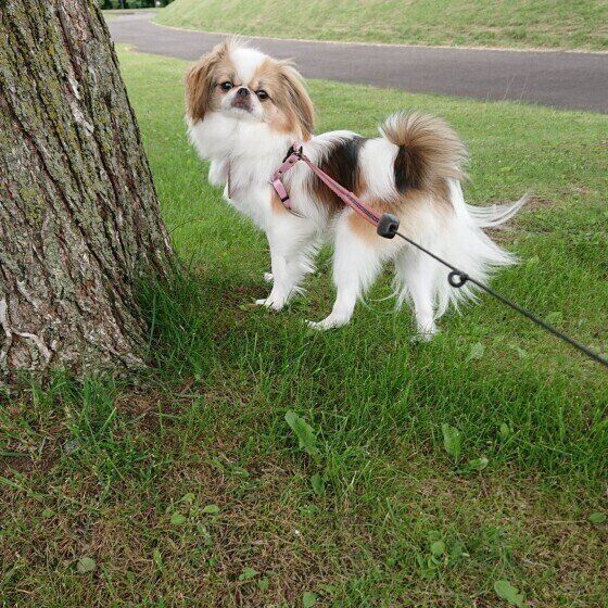 芝生で遊ぶ狆のイブたんちゃん