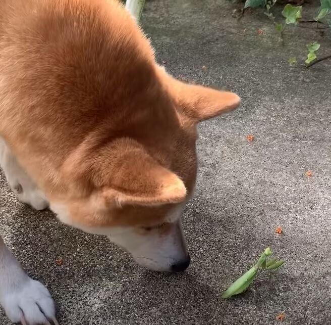 カマキリと戦う柴犬のハナちゃん