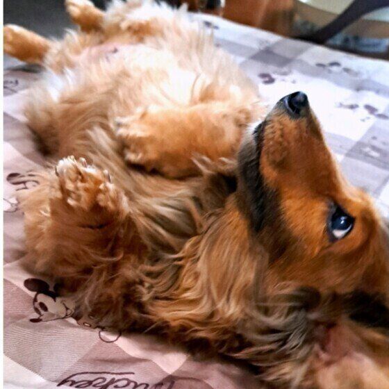 ゆめ  カニーンヘン・ダックスフンド　へそ天してる