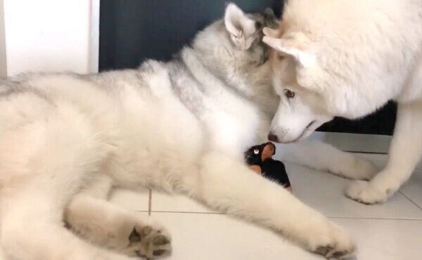 フィスくんに「無言の圧」をかけるグーちゃん