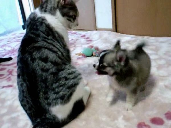 先輩猫