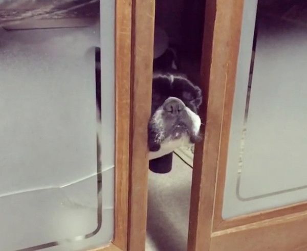 お顔を使ってドアを開けるフレンチ・ブルドッグ