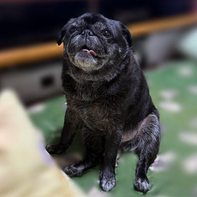 8才のパグ