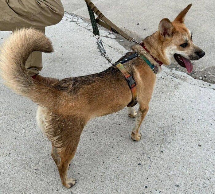 散歩が大好きで「散歩」という言葉を理解しているという犬
