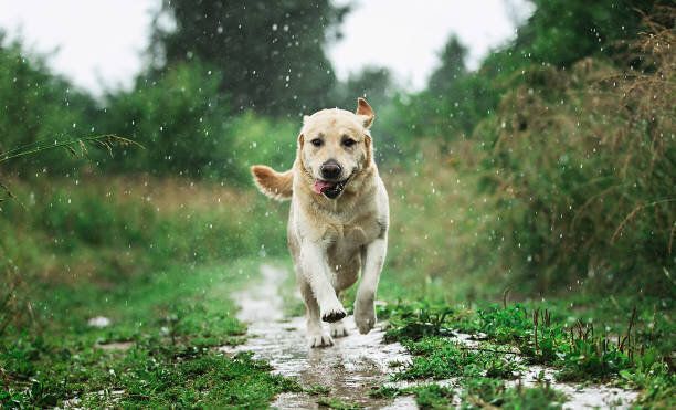 雨の中遊ぶ犬