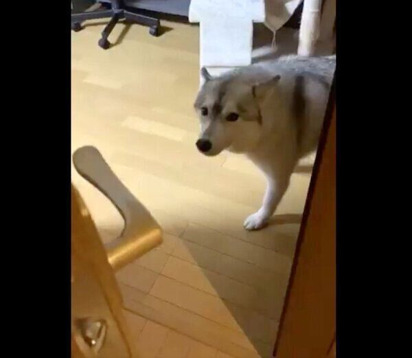飼い主さんの帰宅を喜ぶユキちゃん