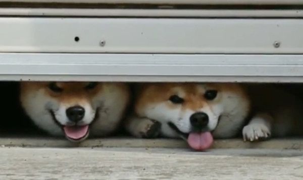 密着する柴犬