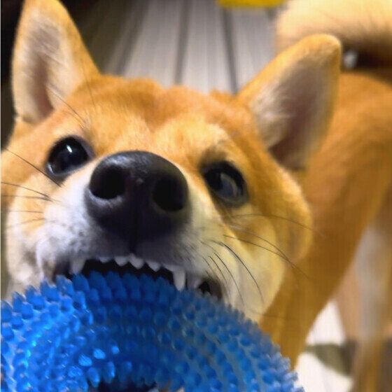 歯が生え変わった柴犬の寅二郎くん