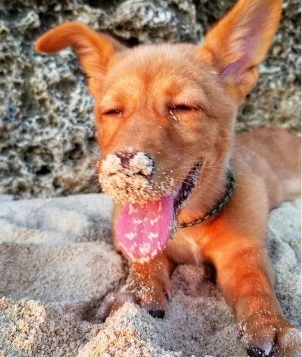元保護犬・むぎちゃん