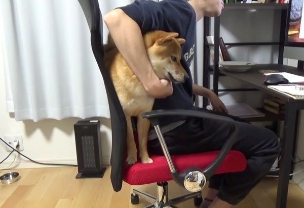 イスと飼い主さんの間に挟まる柴犬