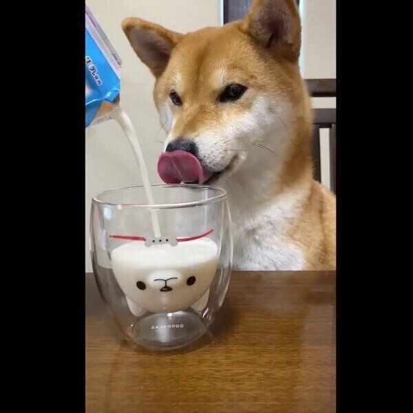 「しば犬」グラスに注がれる牛乳を見つめるゆきちゃん