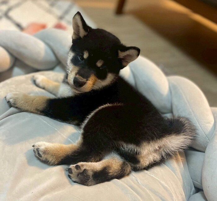 お迎え当時のむくげちゃん