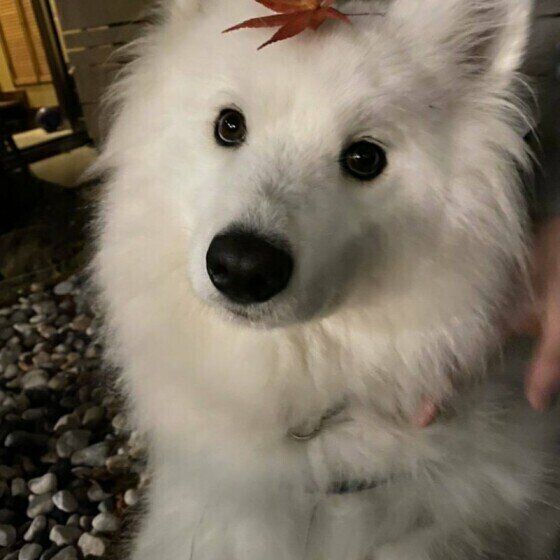 サモエド