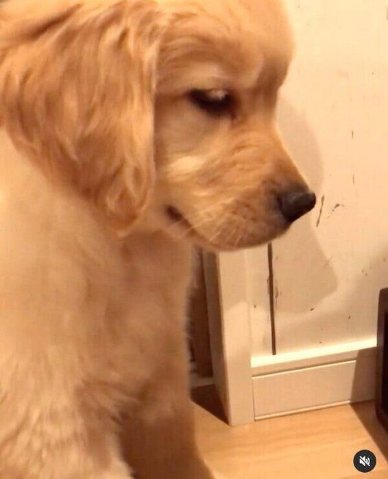 「待て」を特訓している子犬時代のモッシュくん
