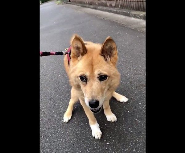 ウンチのときも笑顔のルーさん