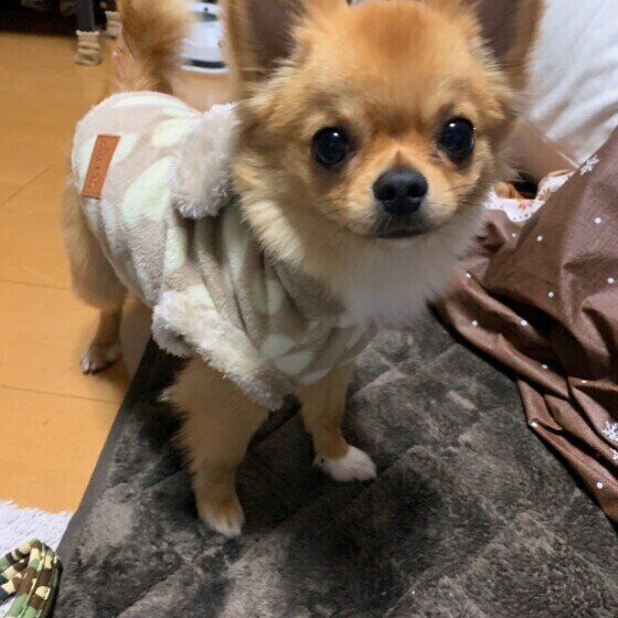 洋服を着るチワワ