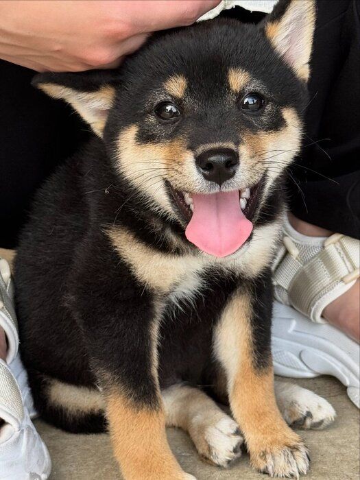 ニコッと笑うおこげくん