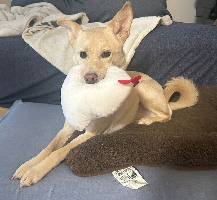 「追いかけられ待ち」をするみらいくん