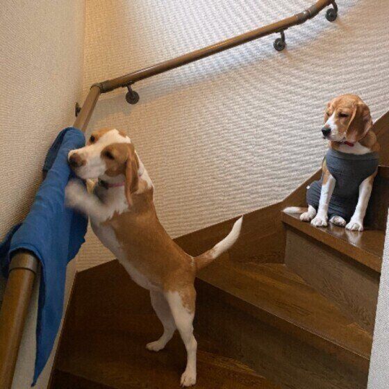 ビーグル ムー&メグ 階段