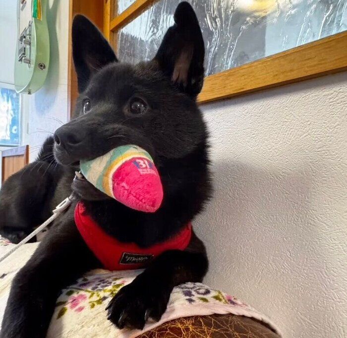 おもちゃをくわえるくろだちゃん