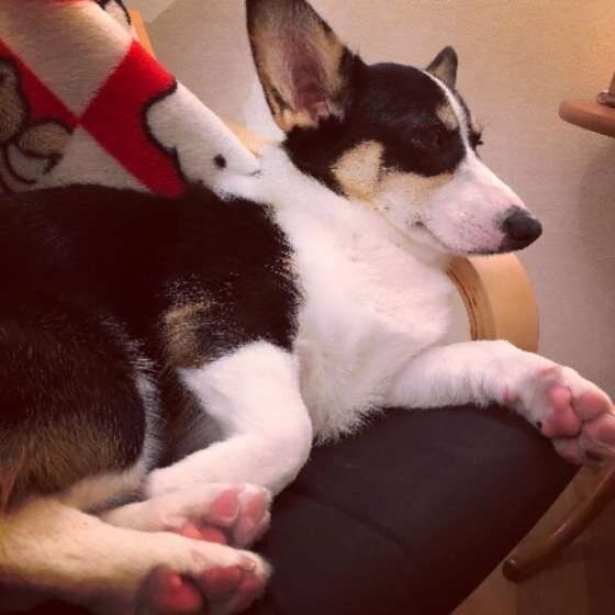 ももちちゃん