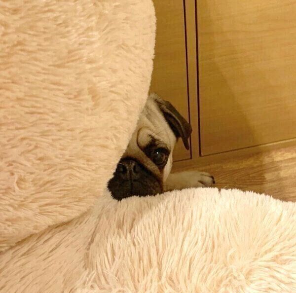 クマのぬいぐるみの後ろからひょこっと顔を出すラルくん