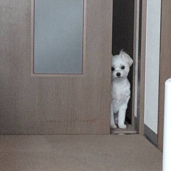 こっそり見る