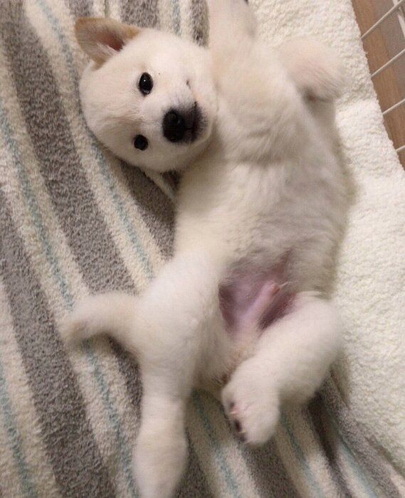 ヘソ天するもち吉くん